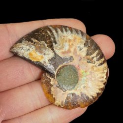 AMONIT - 59 mm - KREDA DOLNA - 110 mln lat - MADAGASKAR