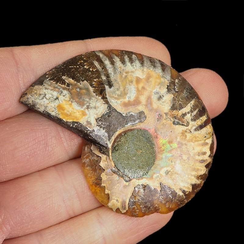 AMONIT - 59 mm - KREDA DOLNA - 110 mln lat - MADAGASKAR
