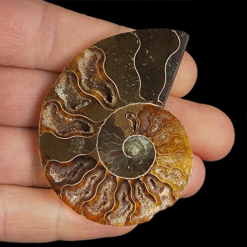 AMONIT - 59 mm - KREDA DOLNA - 110 mln lat - MADAGASKAR