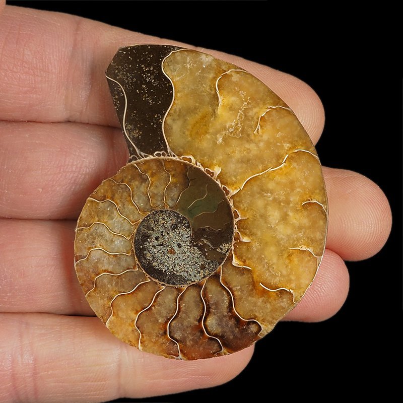 AMONIT - 58 mm - KREDA DOLNA - 110 mln lat - MADAGASKAR