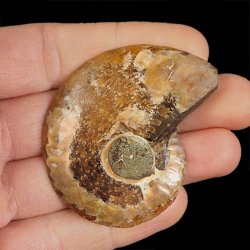 AMONIT - 58 mm - KREDA DOLNA - 110 mln lat - MADAGASKAR