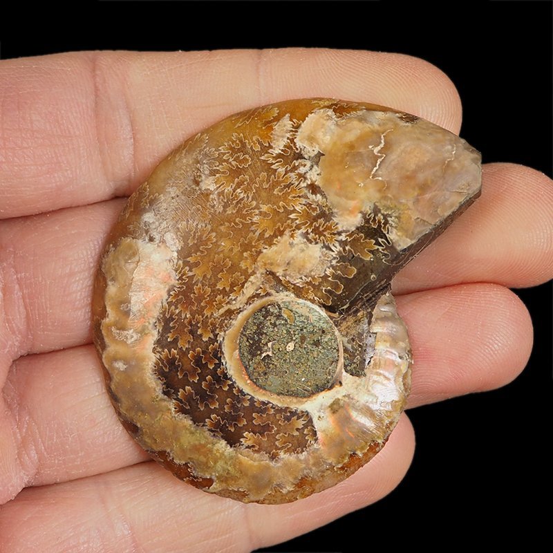 AMONIT - 58 mm - KREDA DOLNA - 110 mln lat - MADAGASKAR