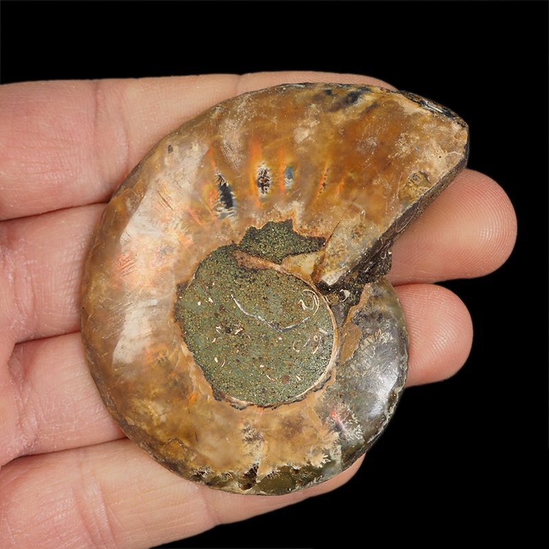 AMONIT - 68 mm - KREDA DOLNA - 110 mln lat - MADAGASKAR