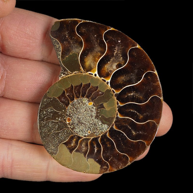 AMONIT - 68 mm - KREDA DOLNA - 110 mln lat - MADAGASKAR