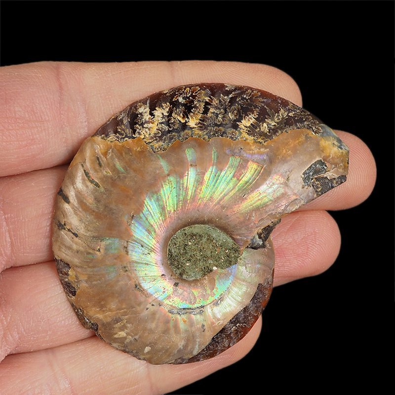 AMONIT - 60 mm - KREDA DOLNA - 110 mln lat - MADAGASKAR