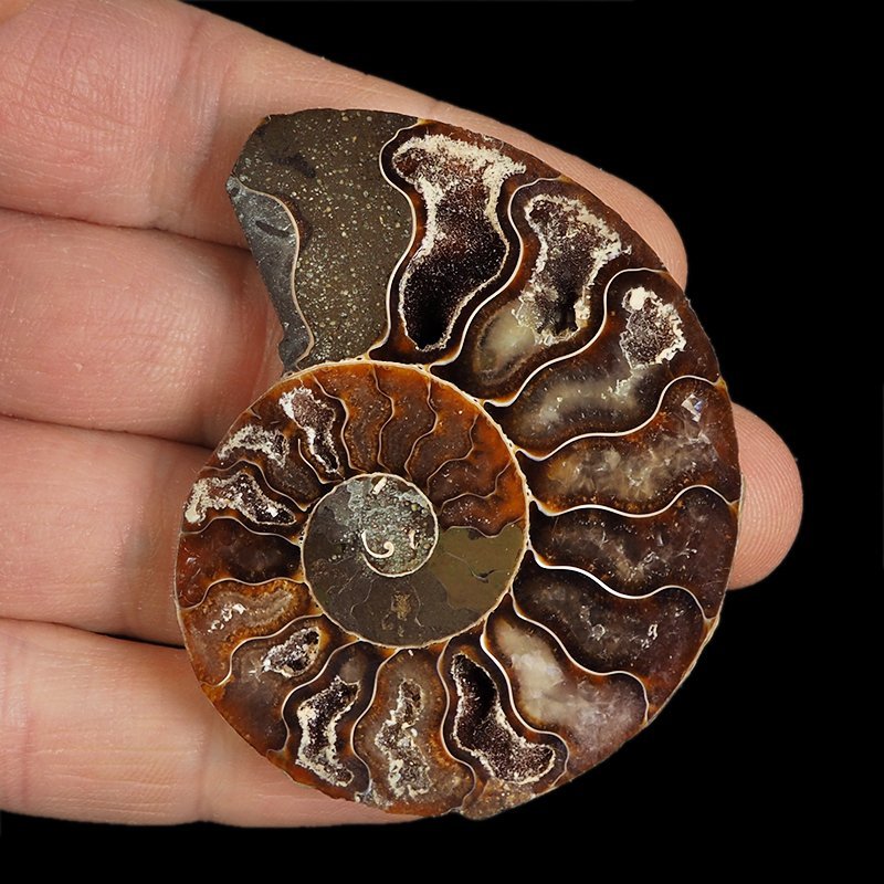 AMONIT - 60 mm - KREDA DOLNA - 110 mln lat - MADAGASKAR