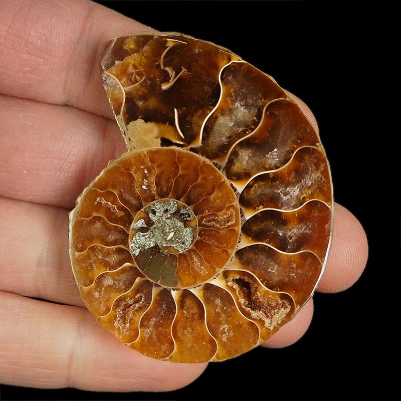 AMONIT - 61 mm - KREDA DOLNA - 110 mln lat - MADAGASKAR