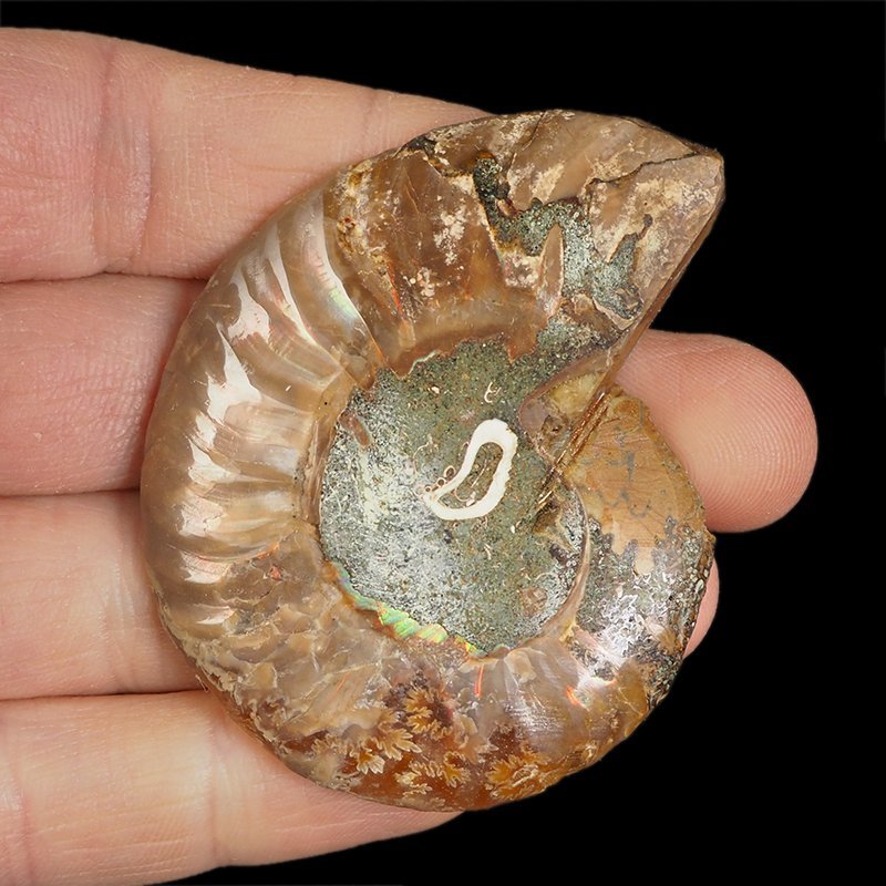 AMONIT - 61 mm - KREDA DOLNA - 110 mln lat - MADAGASKAR