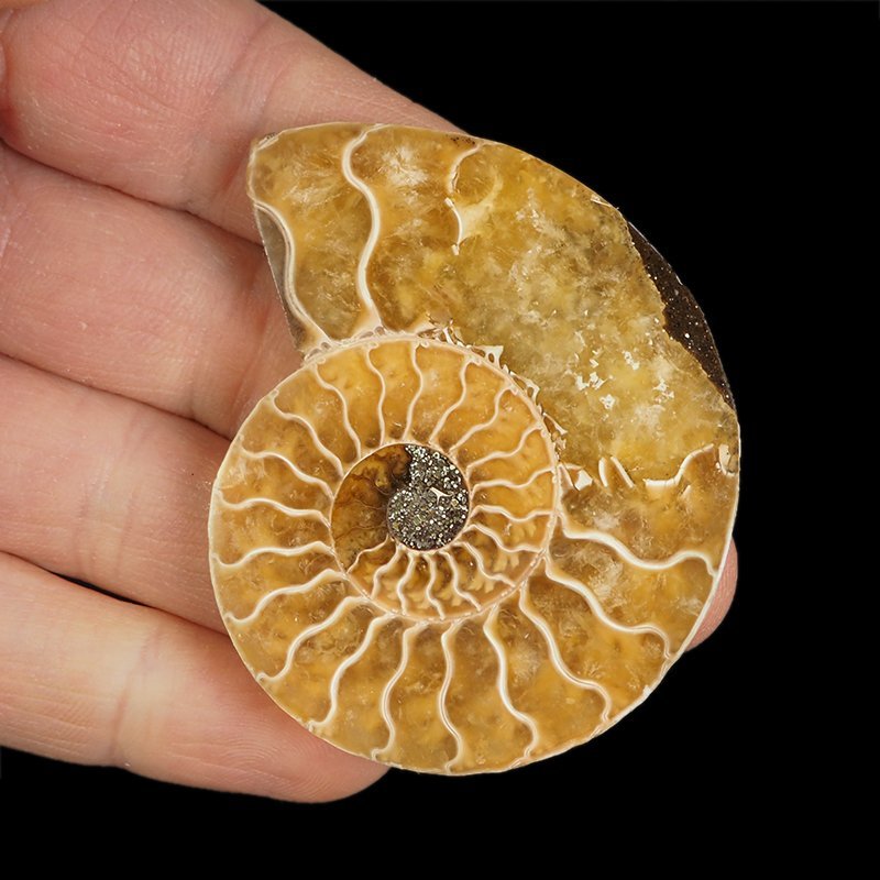 AMONIT - 57 mm - KREDA DOLNA - 110 mln lat - MADAGASKAR