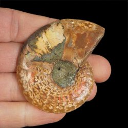 AMONIT - 57 mm - KREDA DOLNA - 110 mln lat - MADAGASKAR