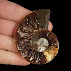 AMONIT - 64 mm - KREDA DOLNA - 110 mln lat - MADAGASKAR