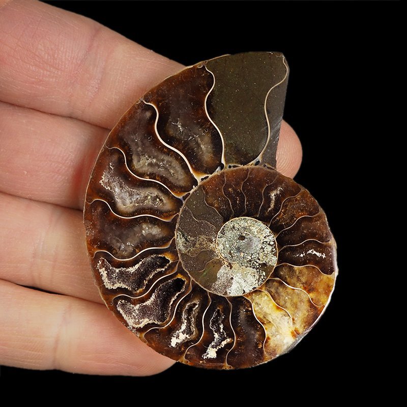 AMONIT - 64 mm - KREDA DOLNA - 110 mln lat - MADAGASKAR