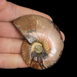 AMONIT - 64 mm - KREDA DOLNA - 110 mln lat - MADAGASKAR