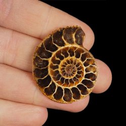 AMONIT - 38 mm - KREDA DOLNA - 110 mln lat - MADAGASKAR