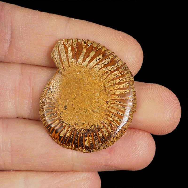 AMONIT - 38 mm - KREDA DOLNA - 110 mln lat - MADAGASKAR
