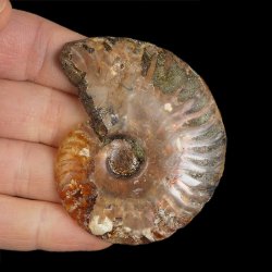 AMONIT - 65 mm - KREDA DOLNA - 110 mln lat - MADAGASKAR