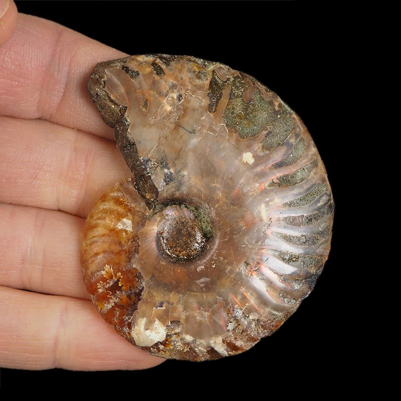 AMONIT - 65 mm - KREDA DOLNA - 110 mln lat - MADAGASKAR