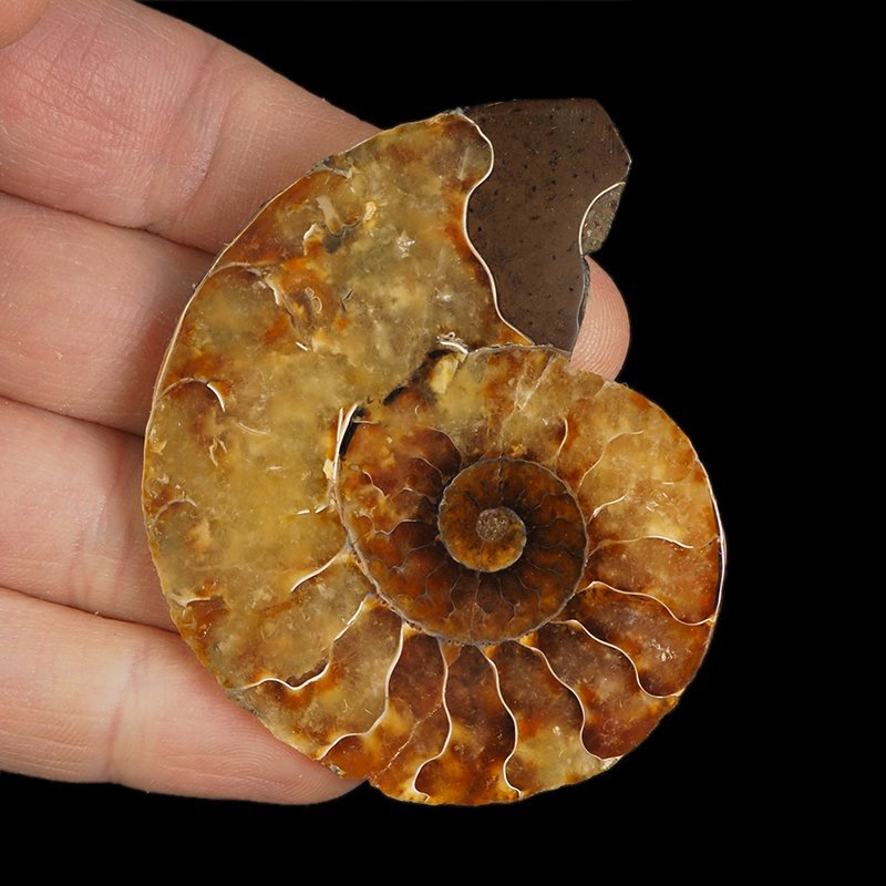 AMONIT - 65 mm - KREDA DOLNA - 110 mln lat - MADAGASKAR