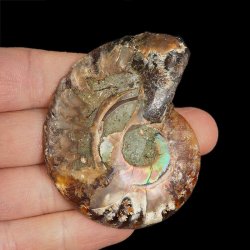 AMONIT - 62 mm - KREDA DOLNA - 110 mln lat - MADAGASKAR