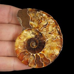 AMONIT - 62 mm - KREDA DOLNA - 110 mln lat - MADAGASKAR