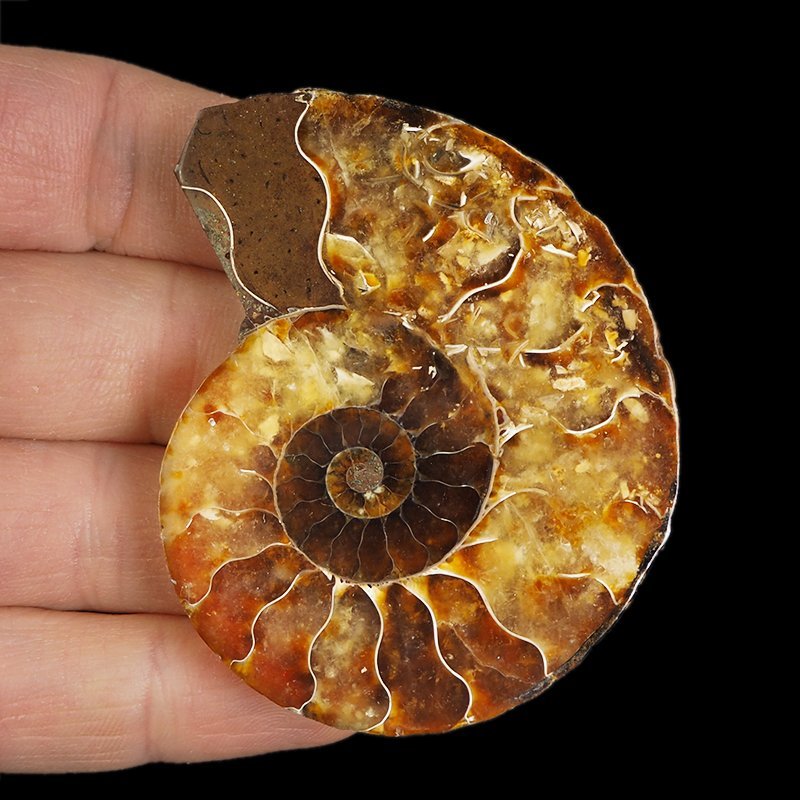 AMONIT - 62 mm - KREDA DOLNA - 110 mln lat - MADAGASKAR