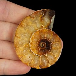 AMONIT - 56 mm - KREDA DOLNA - 110 mln lat - MADAGASKAR