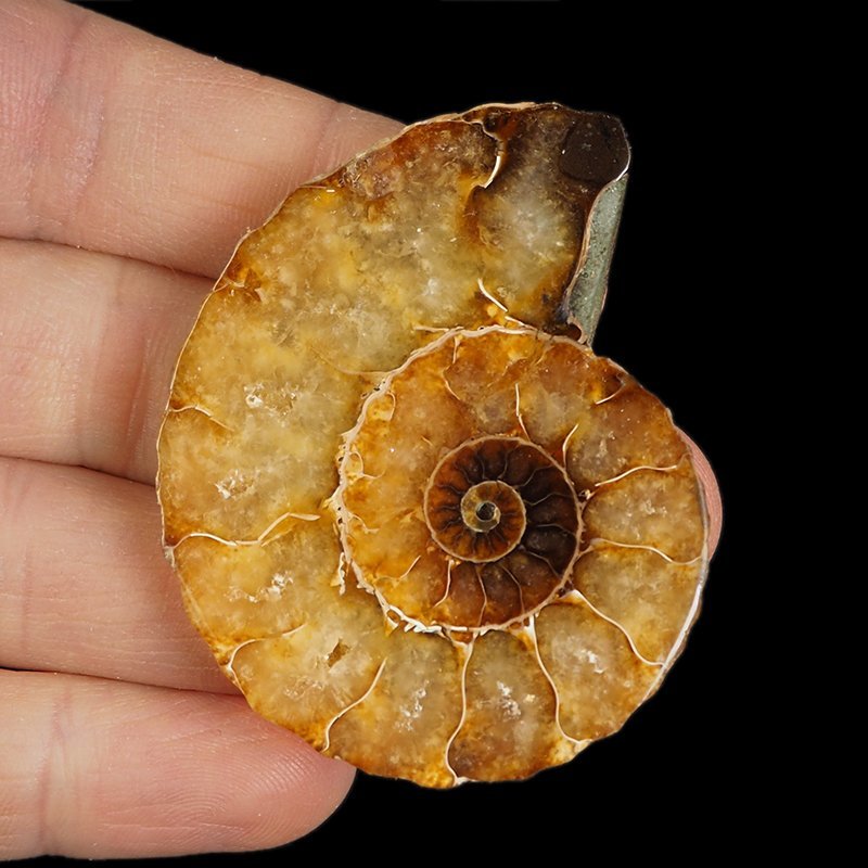 AMONIT - 56 mm - KREDA DOLNA - 110 mln lat - MADAGASKAR