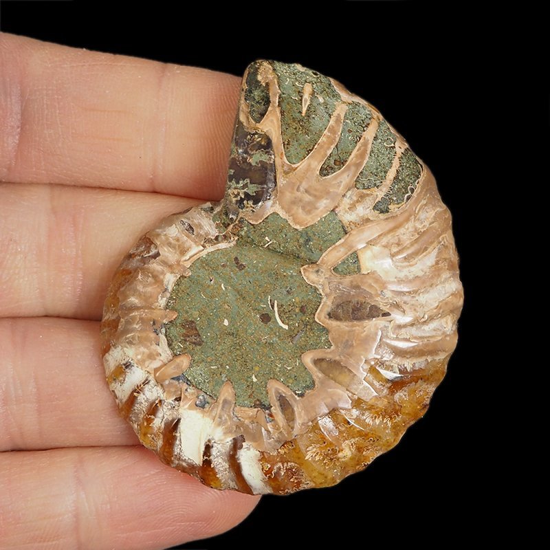AMONIT - 56 mm - KREDA DOLNA - 110 mln lat - MADAGASKAR
