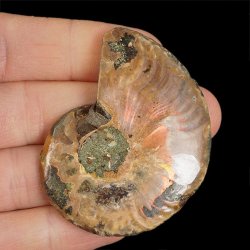 AMONIT - 57 mm - KREDA DOLNA - 110 mln lat - MADAGASKAR