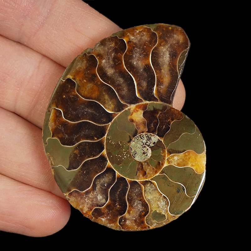 AMONIT - 57 mm - KREDA DOLNA - 110 mln lat - MADAGASKAR