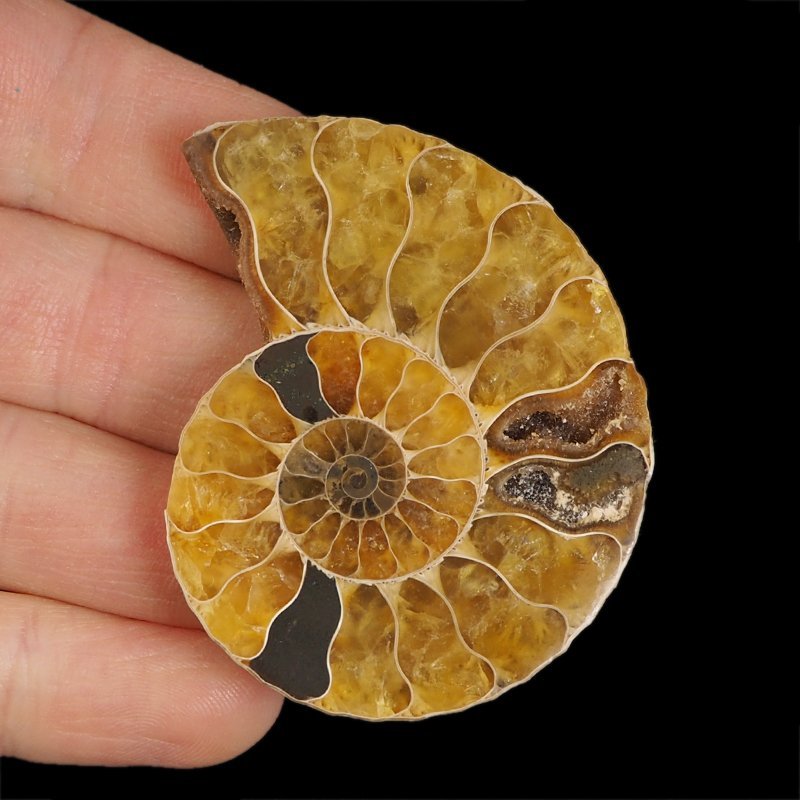 AMONIT - 53 mm - KREDA DOLNA - 110 mln lat - MADAGASKAR