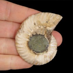 AMONIT - 53 mm - KREDA DOLNA - 110 mln lat - MADAGASKAR