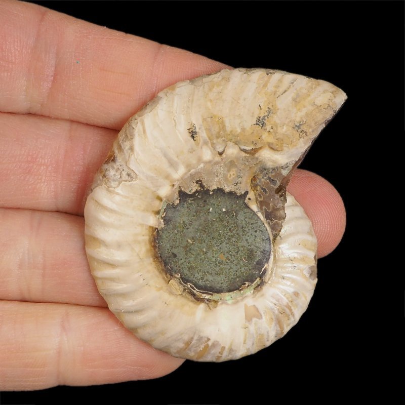 AMONIT - 53 mm - KREDA DOLNA - 110 mln lat - MADAGASKAR