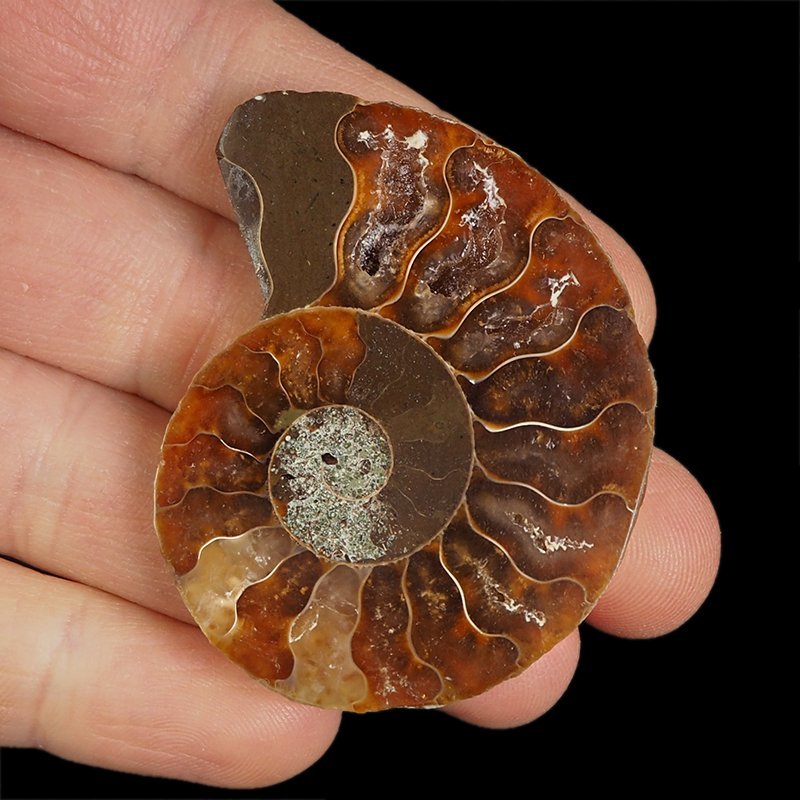 AMONIT - 52 mm - KREDA DOLNA - 110 mln lat - MADAGASKAR