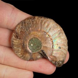 AMONIT - 52 mm - KREDA DOLNA - 110 mln lat - MADAGASKAR
