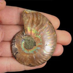 AMONIT - 64 mm - KREDA DOLNA - 110 mln lat - MADAGASKAR