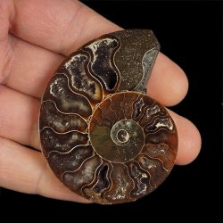AMONIT - 64 mm - KREDA DOLNA - 110 mln lat - MADAGASKAR