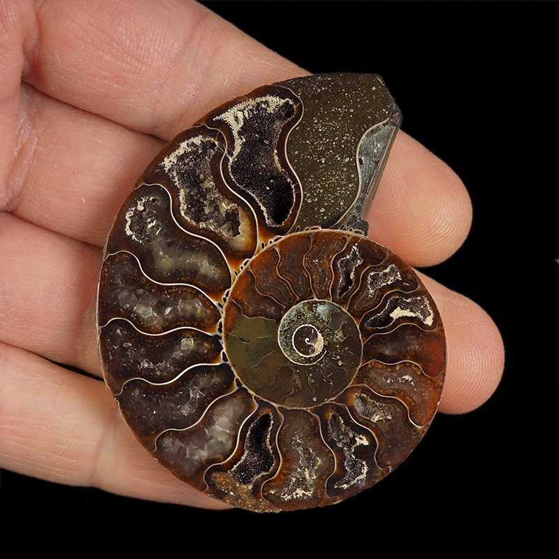 AMONIT - 64 mm - KREDA DOLNA - 110 mln lat - MADAGASKAR