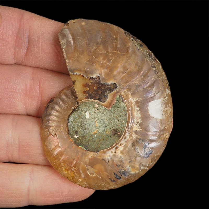 AMONIT - 63 mm - KREDA DOLNA - 110 mln lat - MADAGASKAR