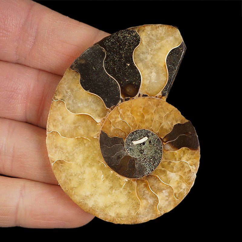 AMONIT - 63 mm - KREDA DOLNA - 110 mln lat - MADAGASKAR
