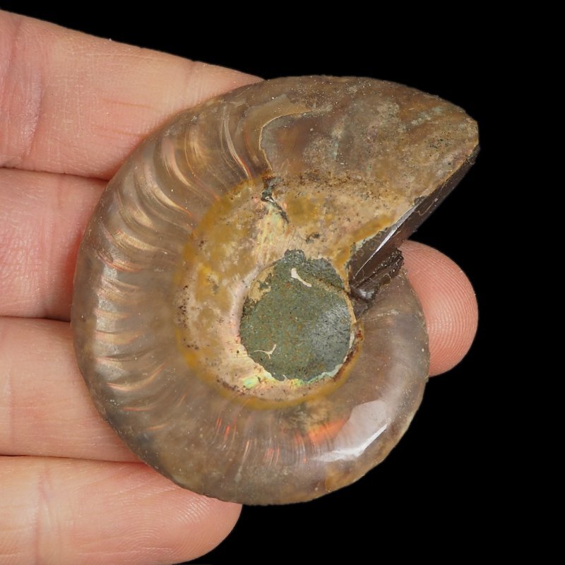 AMONIT - 56 mm - KREDA DOLNA - 110 mln lat - MADAGASKAR
