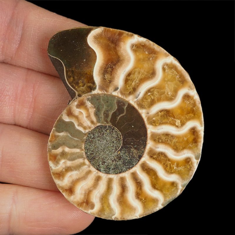 AMONIT - 56 mm - KREDA DOLNA - 110 mln lat - MADAGASKAR
