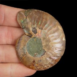AMONIT - 59 mm - KREDA DOLNA - 110 mln lat - MADAGASKAR