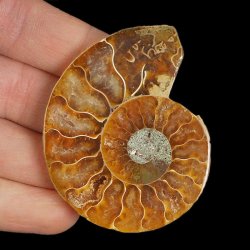 AMONIT - 59 mm - KREDA DOLNA - 110 mln lat - MADAGASKAR