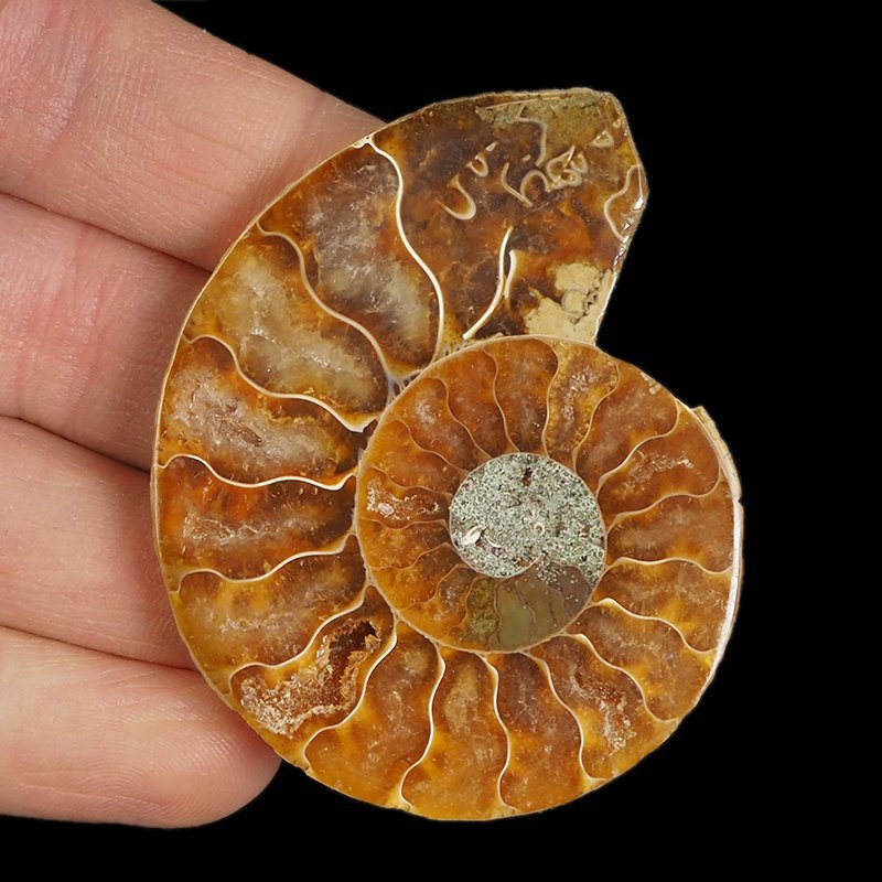 AMONIT - 59 mm - KREDA DOLNA - 110 mln lat - MADAGASKAR