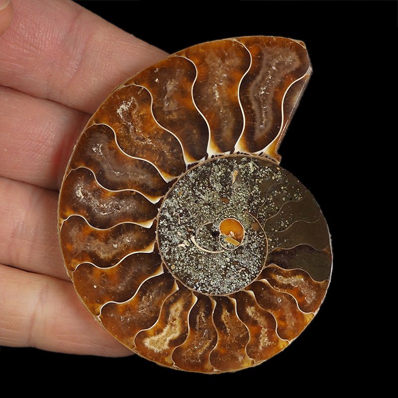 AMONIT - 70 mm - KREDA DOLNA - 110 mln lat - MADAGASKAR