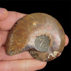 AMONIT - 70 mm - KREDA DOLNA - 110 mln lat - MADAGASKAR