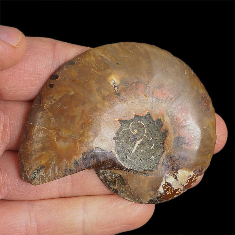 AMONIT - 70 mm - KREDA DOLNA - 110 mln lat - MADAGASKAR