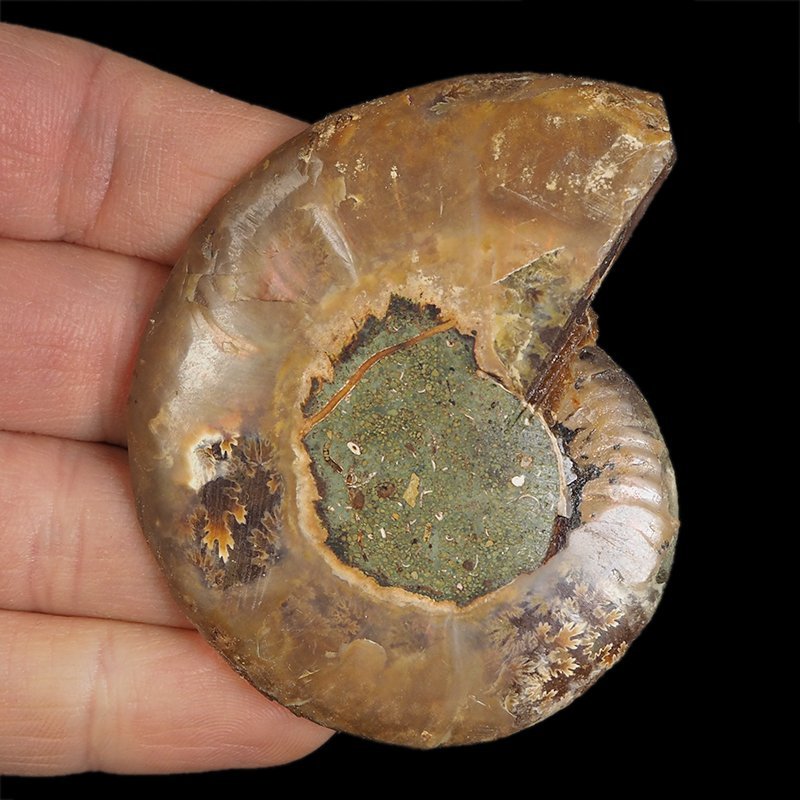 AMONIT - 65 mm - KREDA DOLNA - 110 mln lat - MADAGASKAR