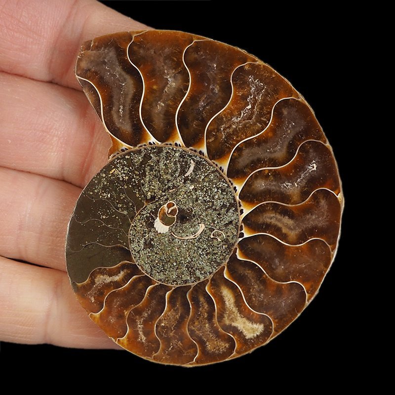 AMONIT - 65 mm - KREDA DOLNA - 110 mln lat - MADAGASKAR